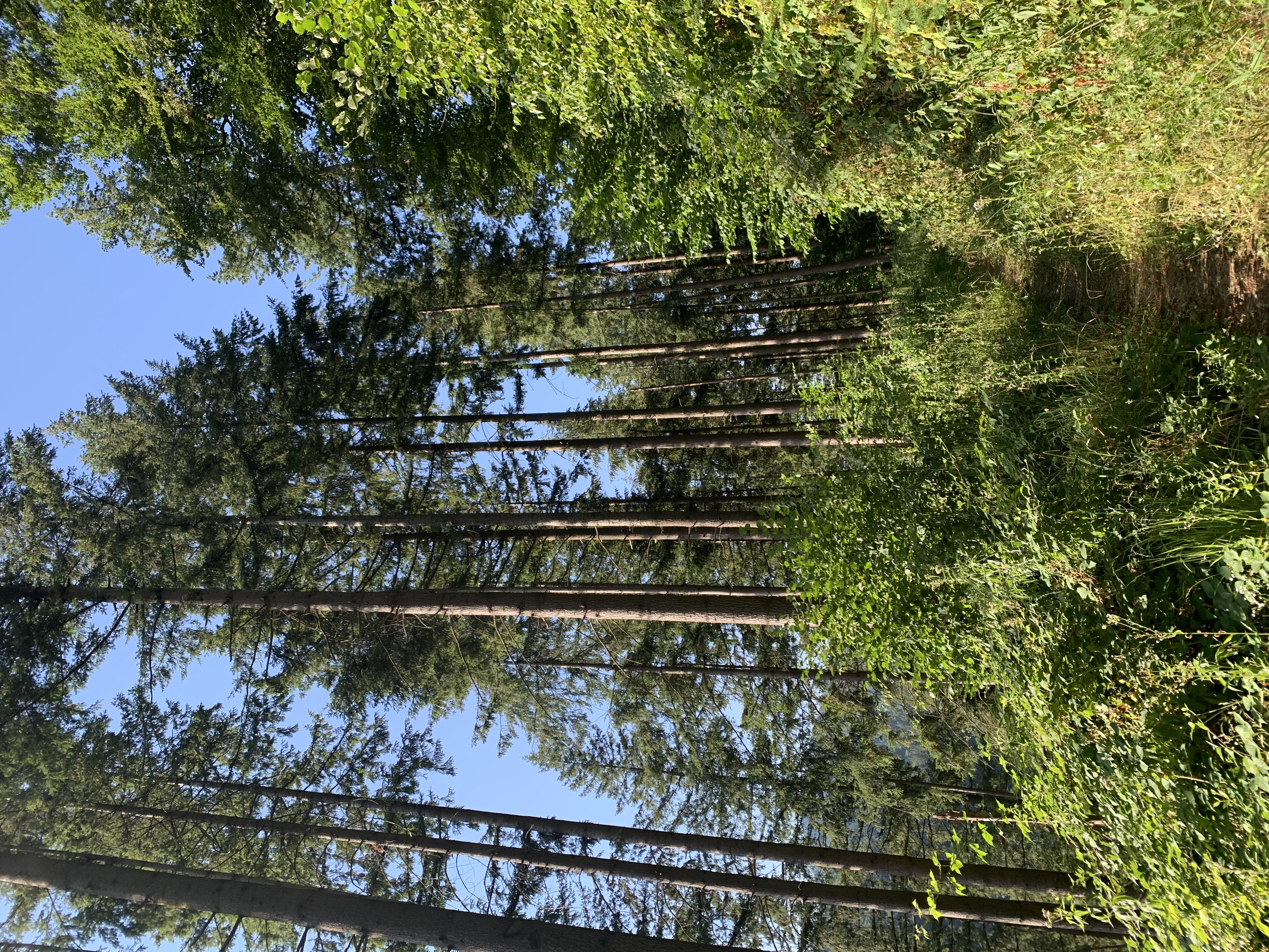 Path through the Black Forest
