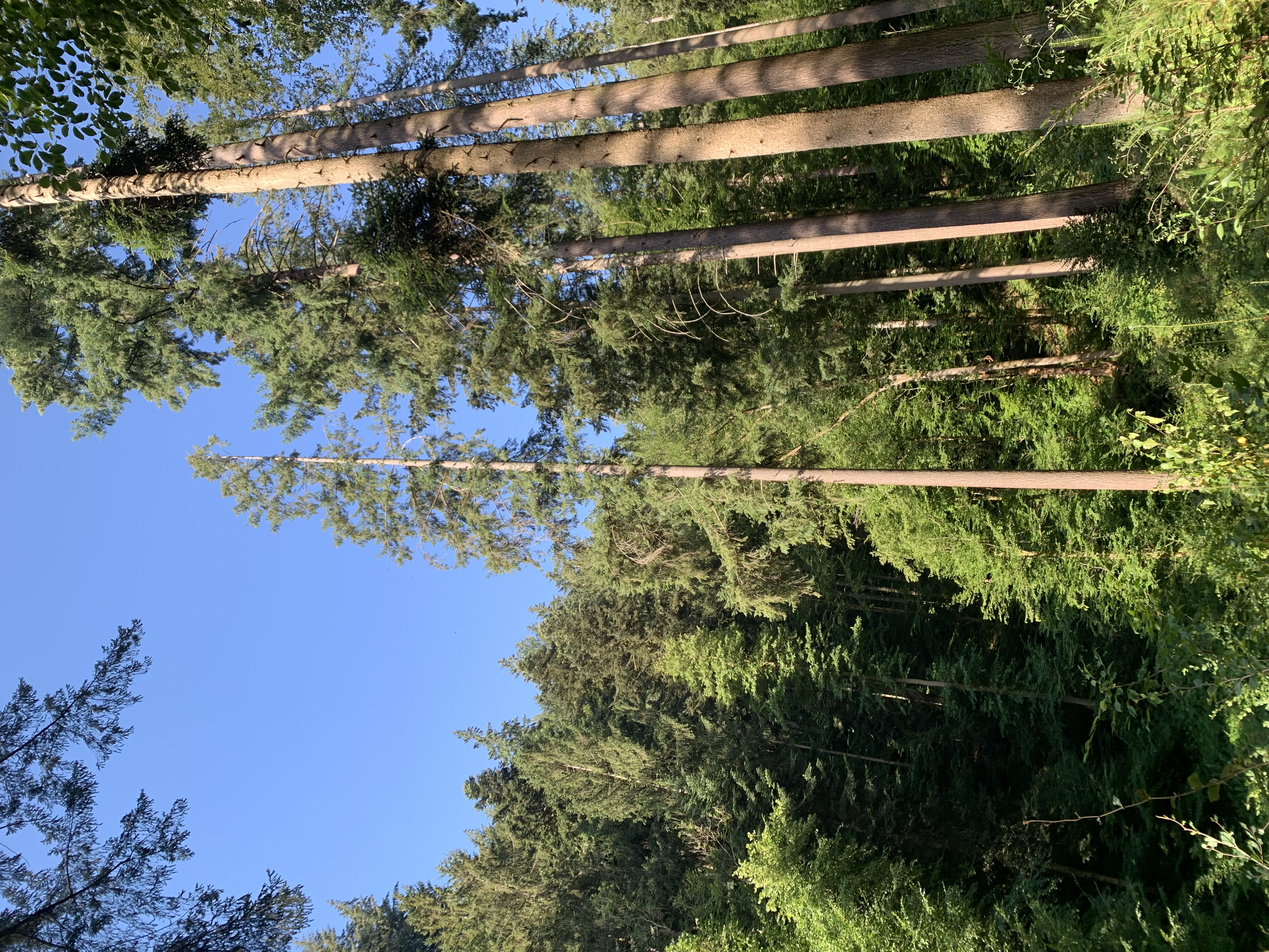 Tall trees in the Black Forest